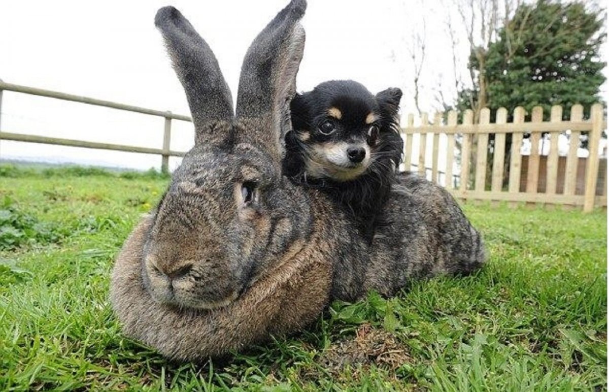 Кролик континентальный гигант