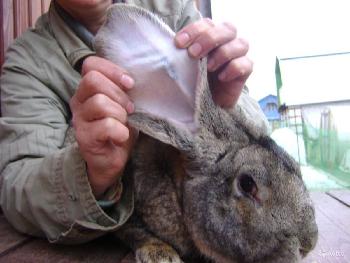 Фландр серый великан