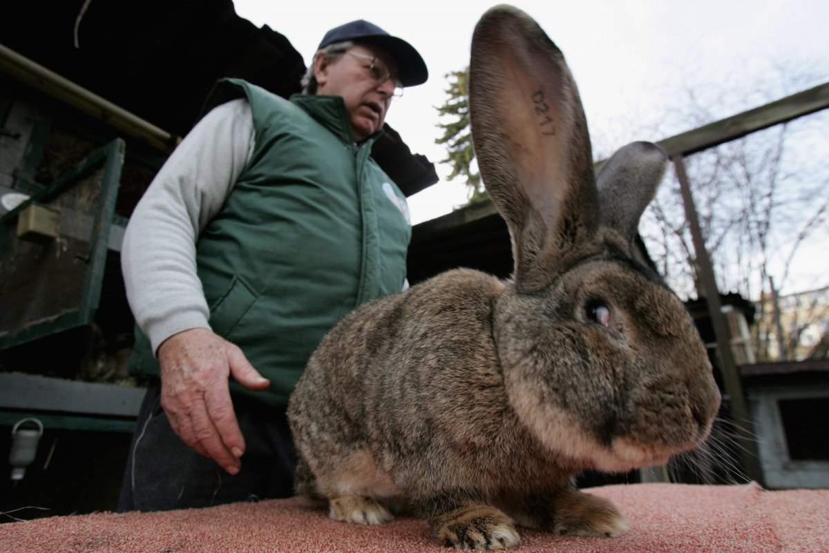 Кролик континентальный гигант