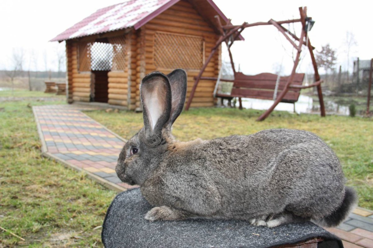 Белый кролик великан на траве