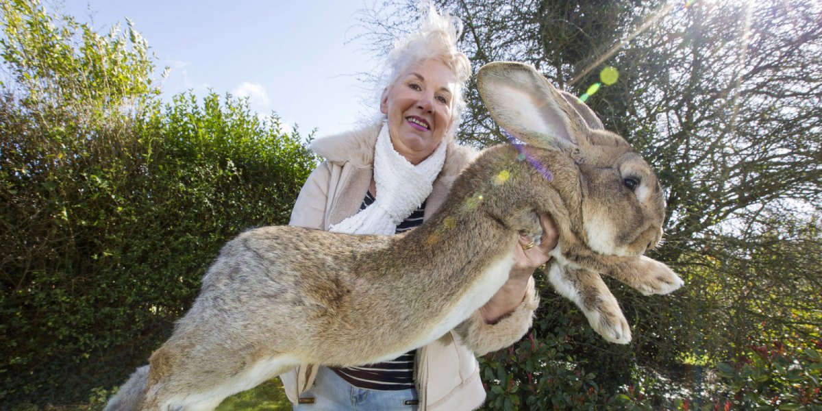 Зайцы гиганты