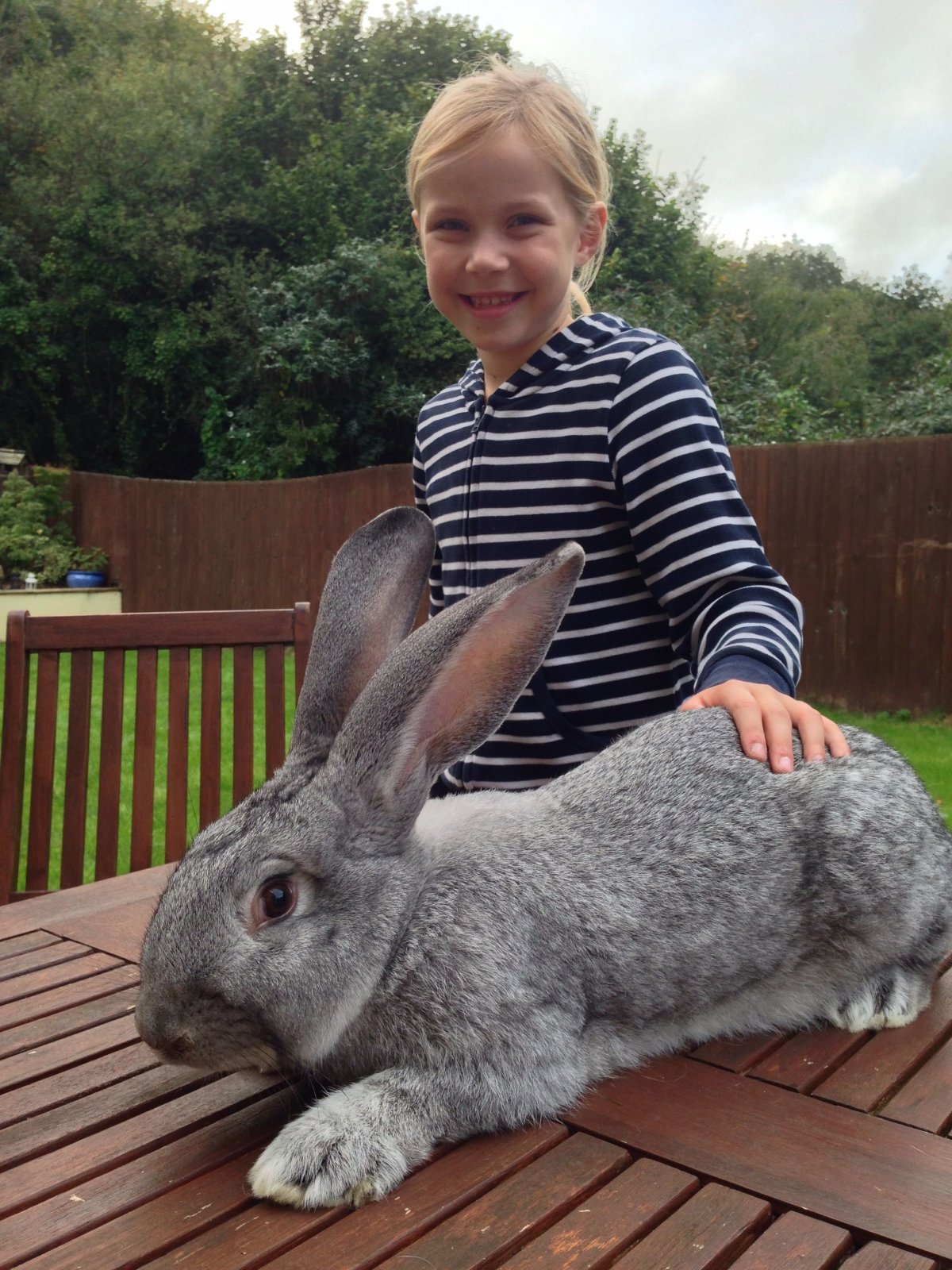 Continental giant Rabbit