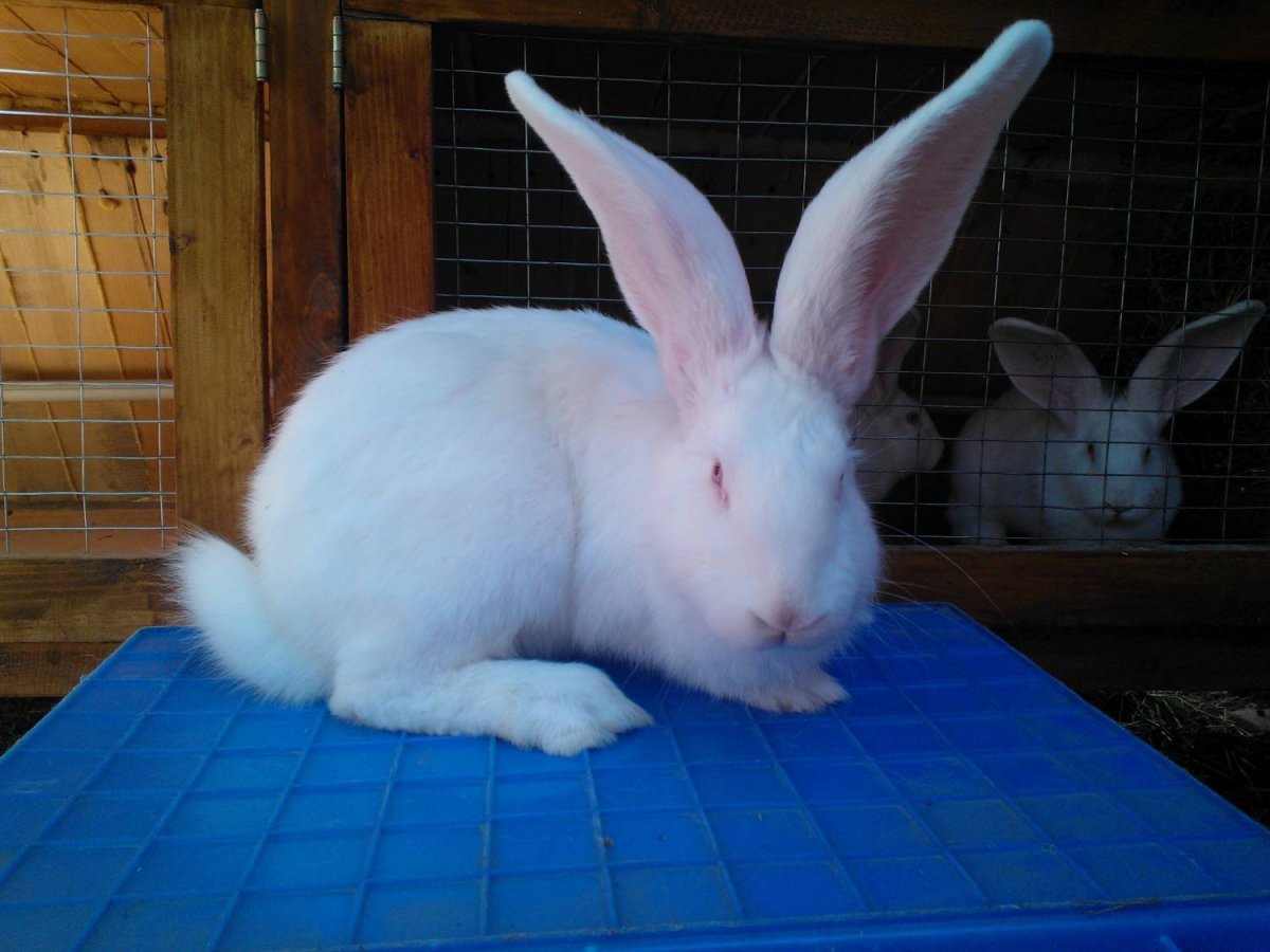 Кролик белый великан