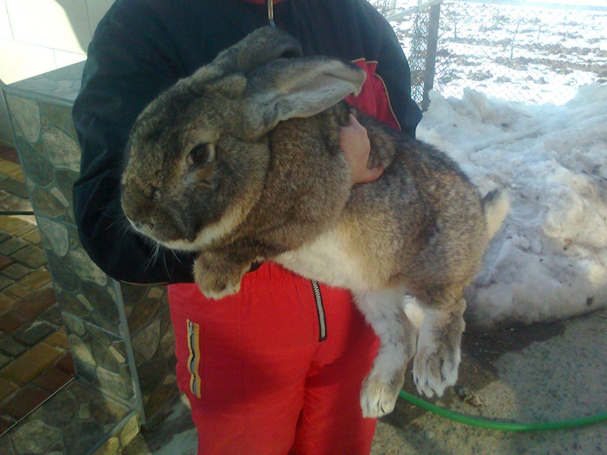 Крольчата белый великан