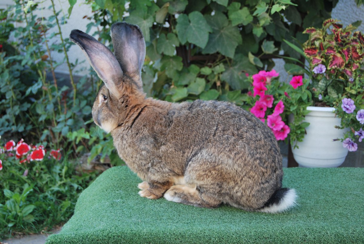 Бельгийский великан Фландр