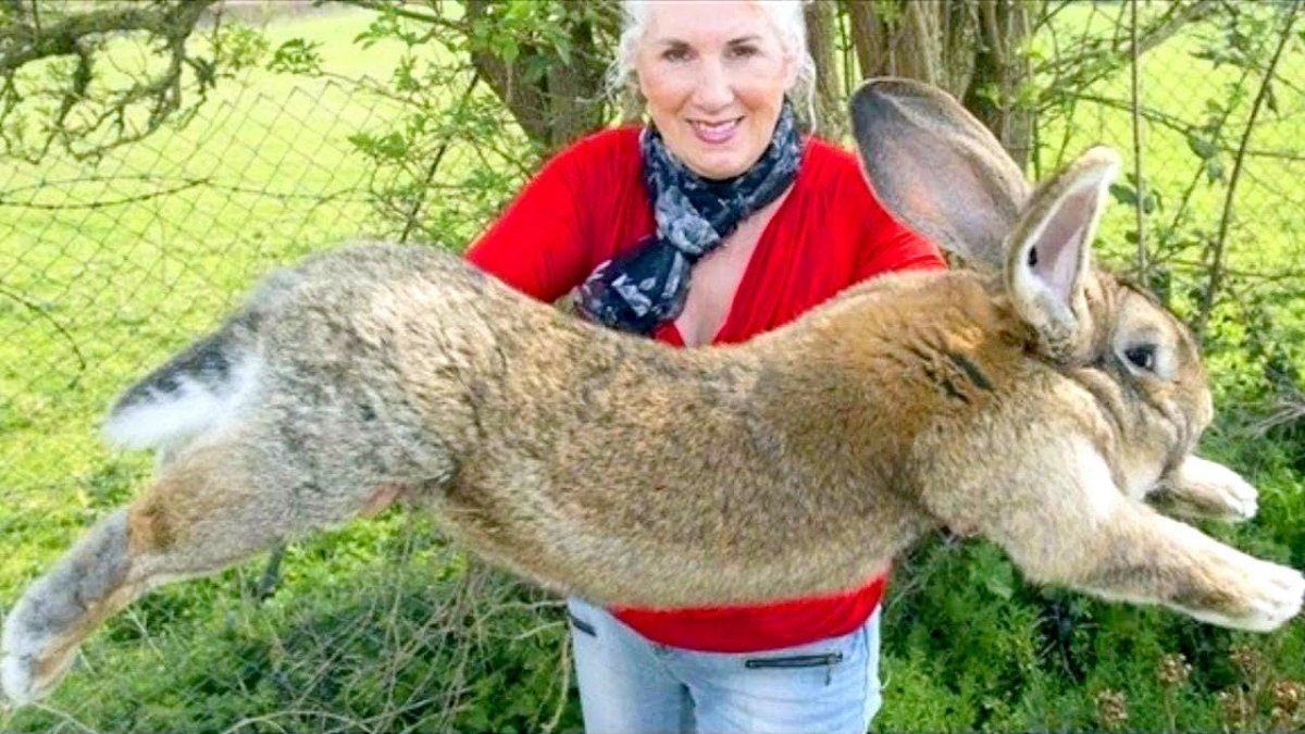 Фламандский гигантский кролик