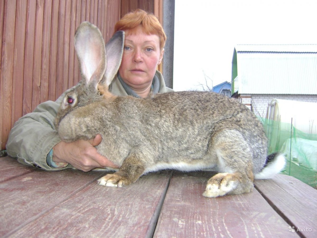 Кролики породы Фландр