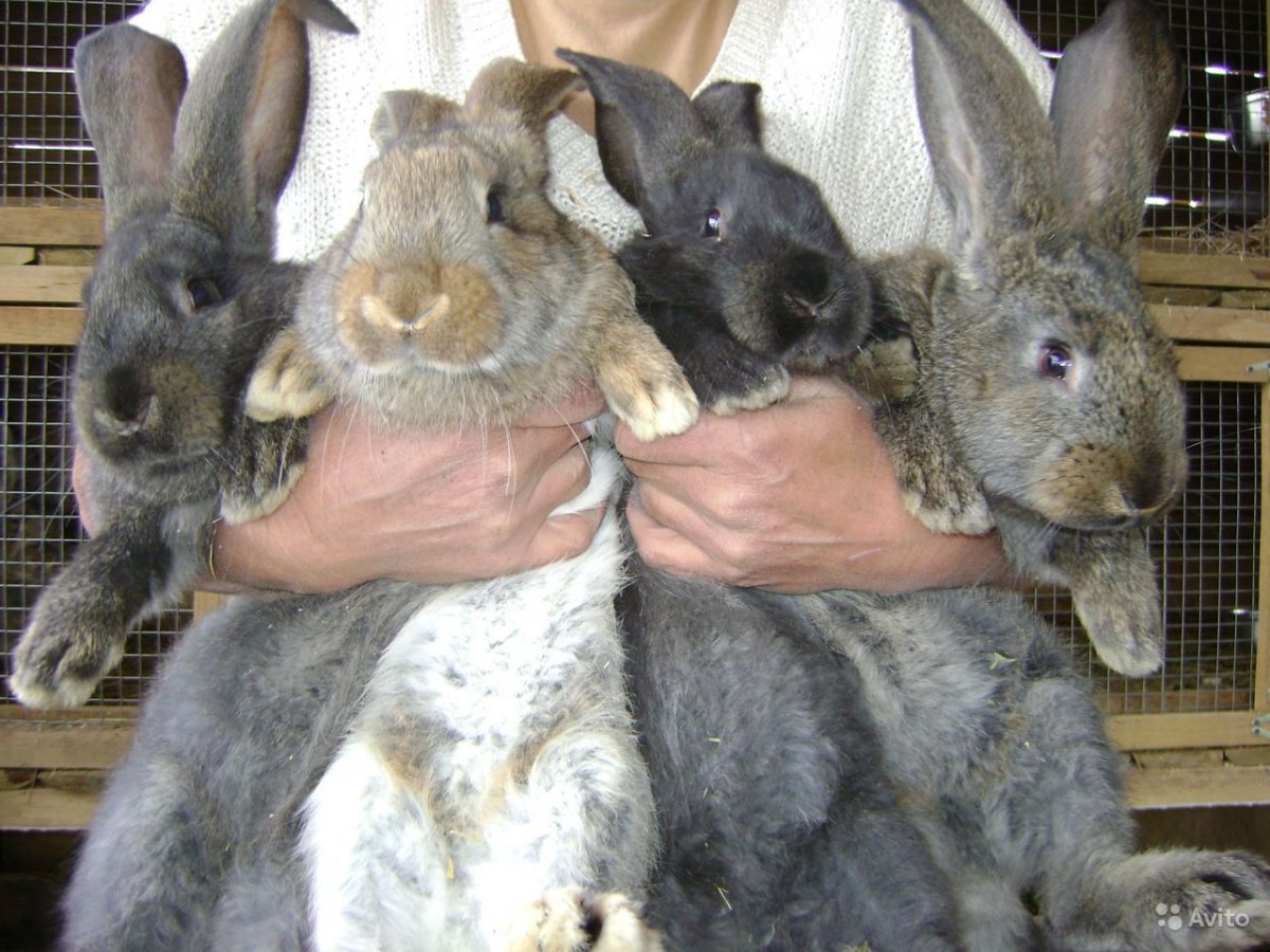 Continental giant Rabbit