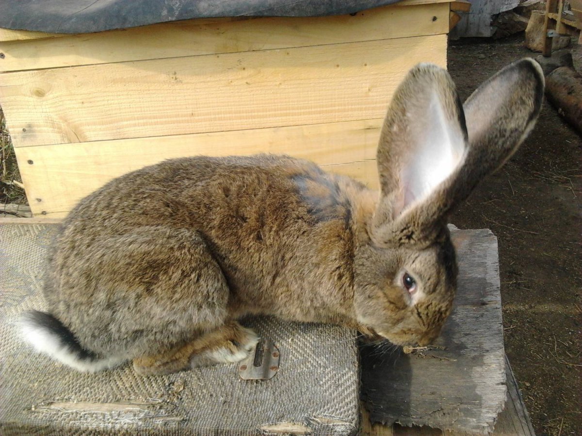 Кролик серый великан крольчата