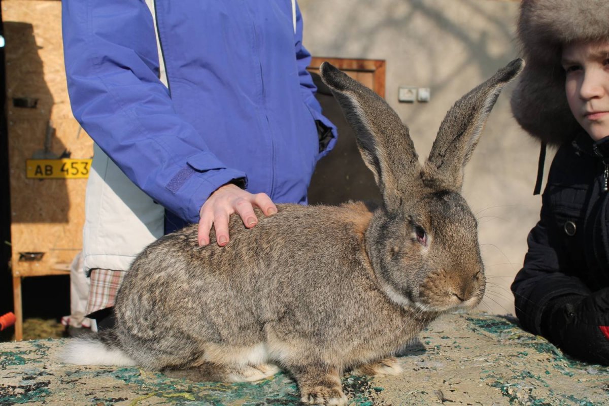 Бельгийский Фландр кролик