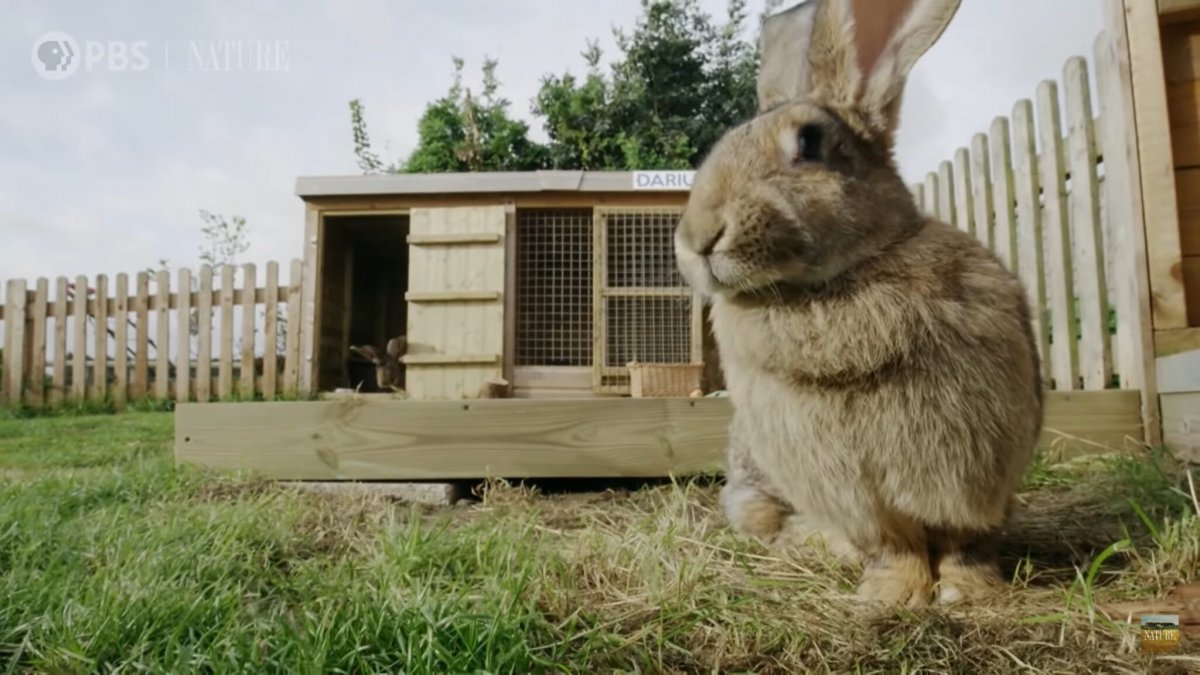 Кролик породы Дариус