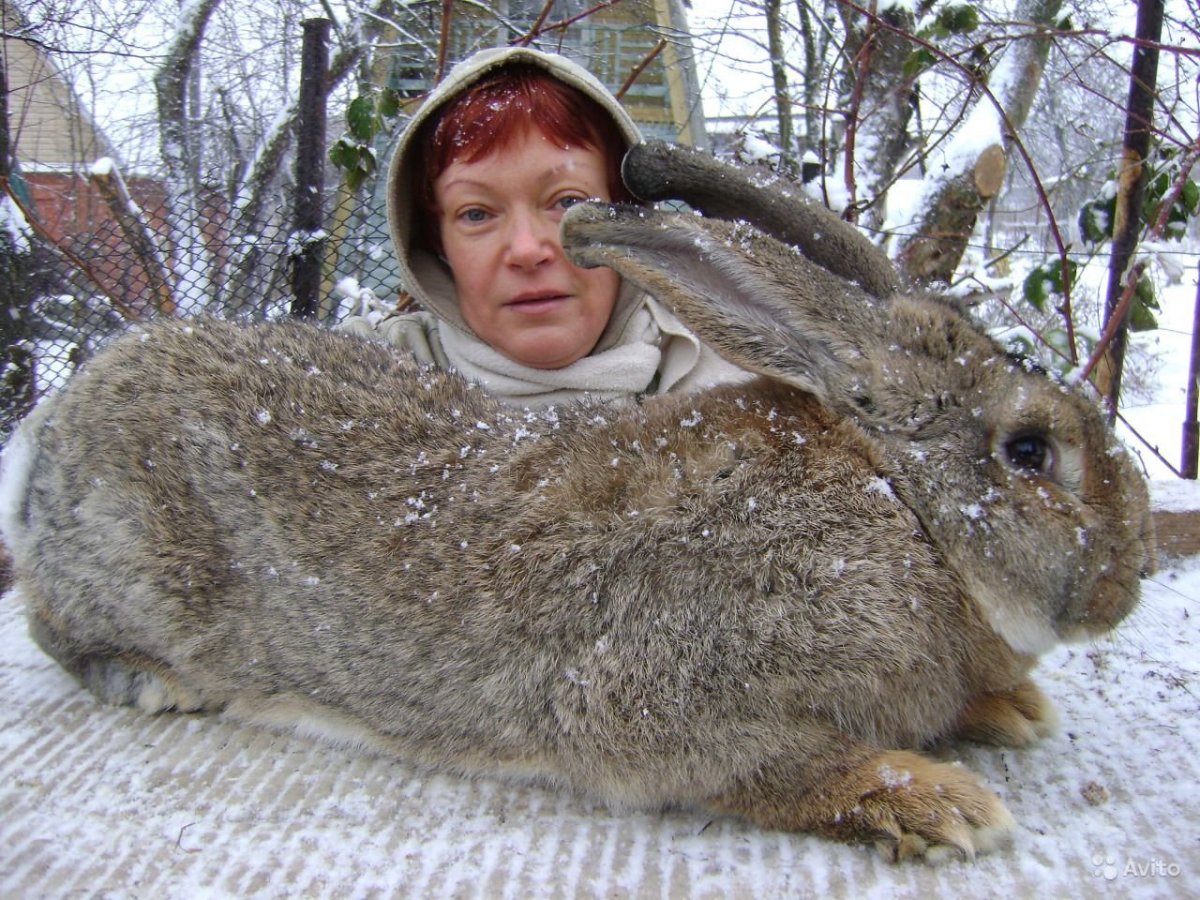Фландр серый великан
