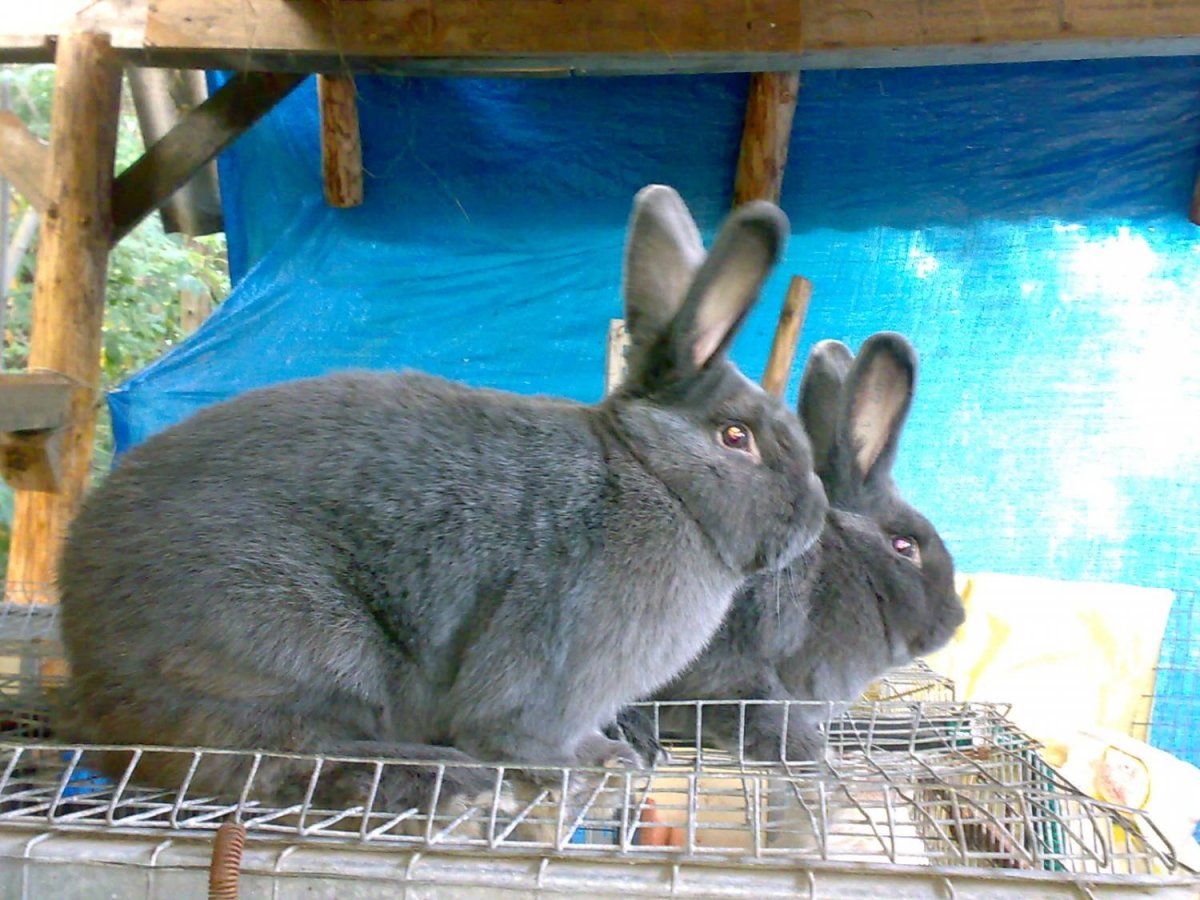Кролик великан размер