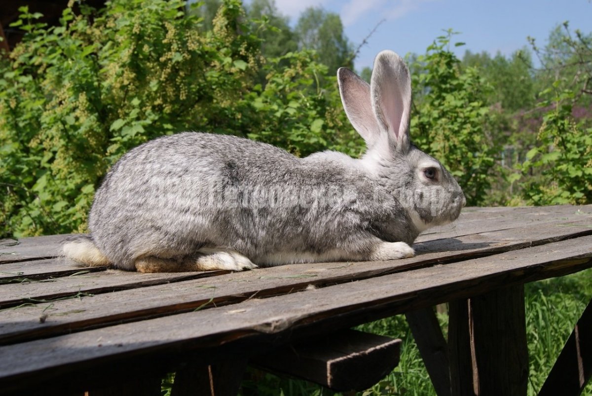 Кролики великаны