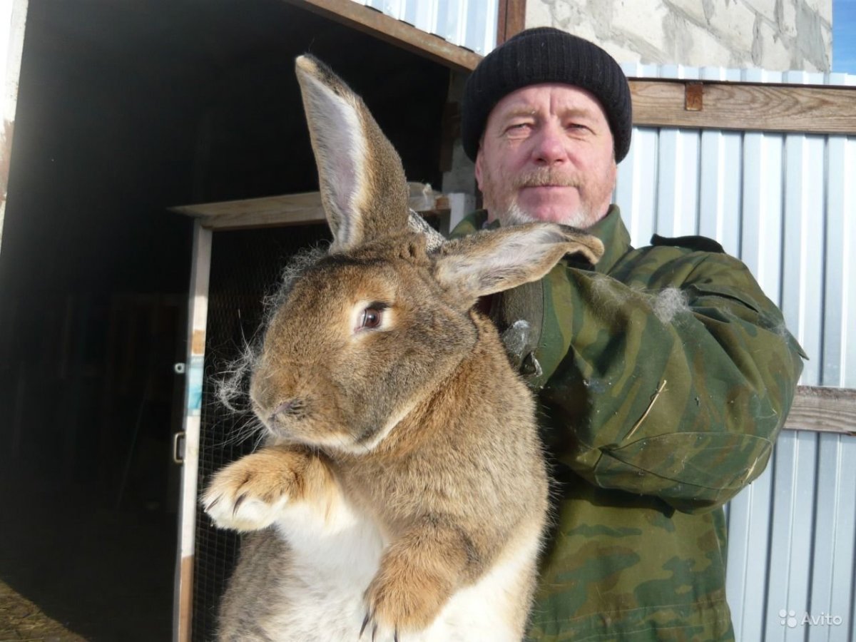 Кролики великаны Фландр