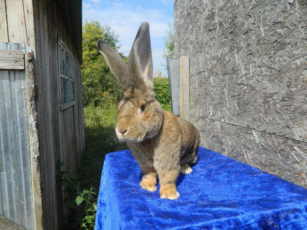 Кролики породы бельгийский великан