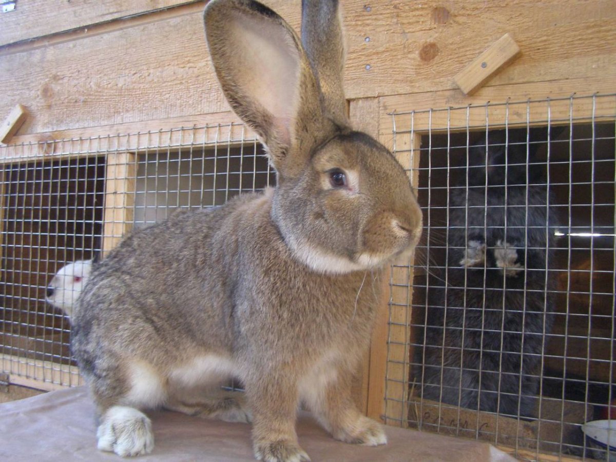 Бельгийский Фландр кролик