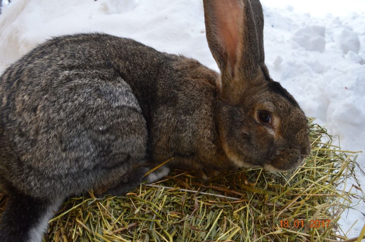 Серый великан порода кроликов