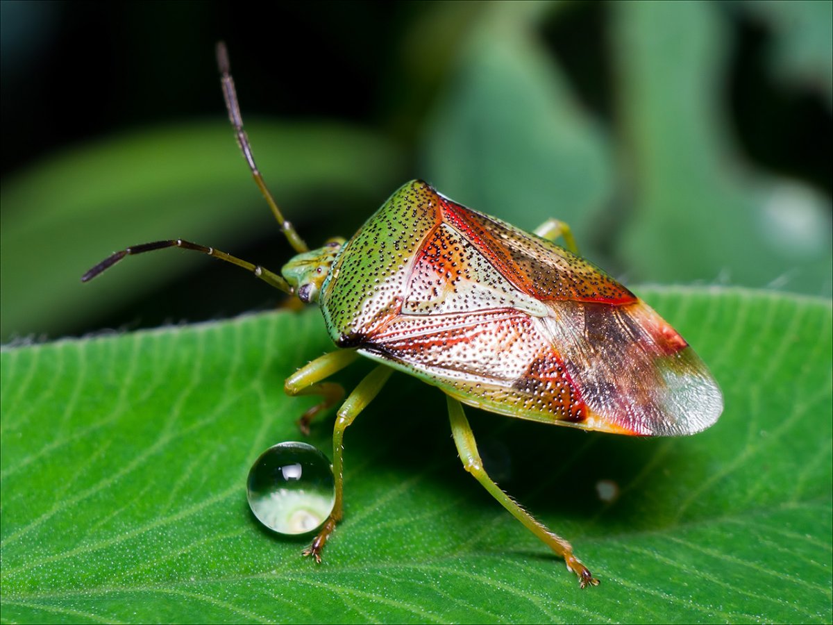 Разновидности клопов