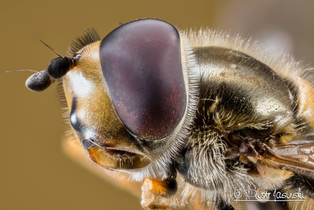 Глаза пчелы крупным планом