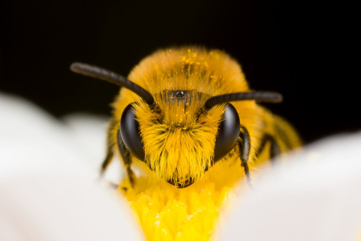 Голова пчелы