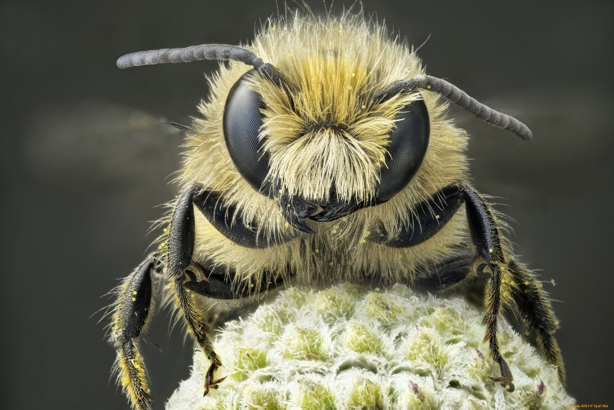Шмель макро