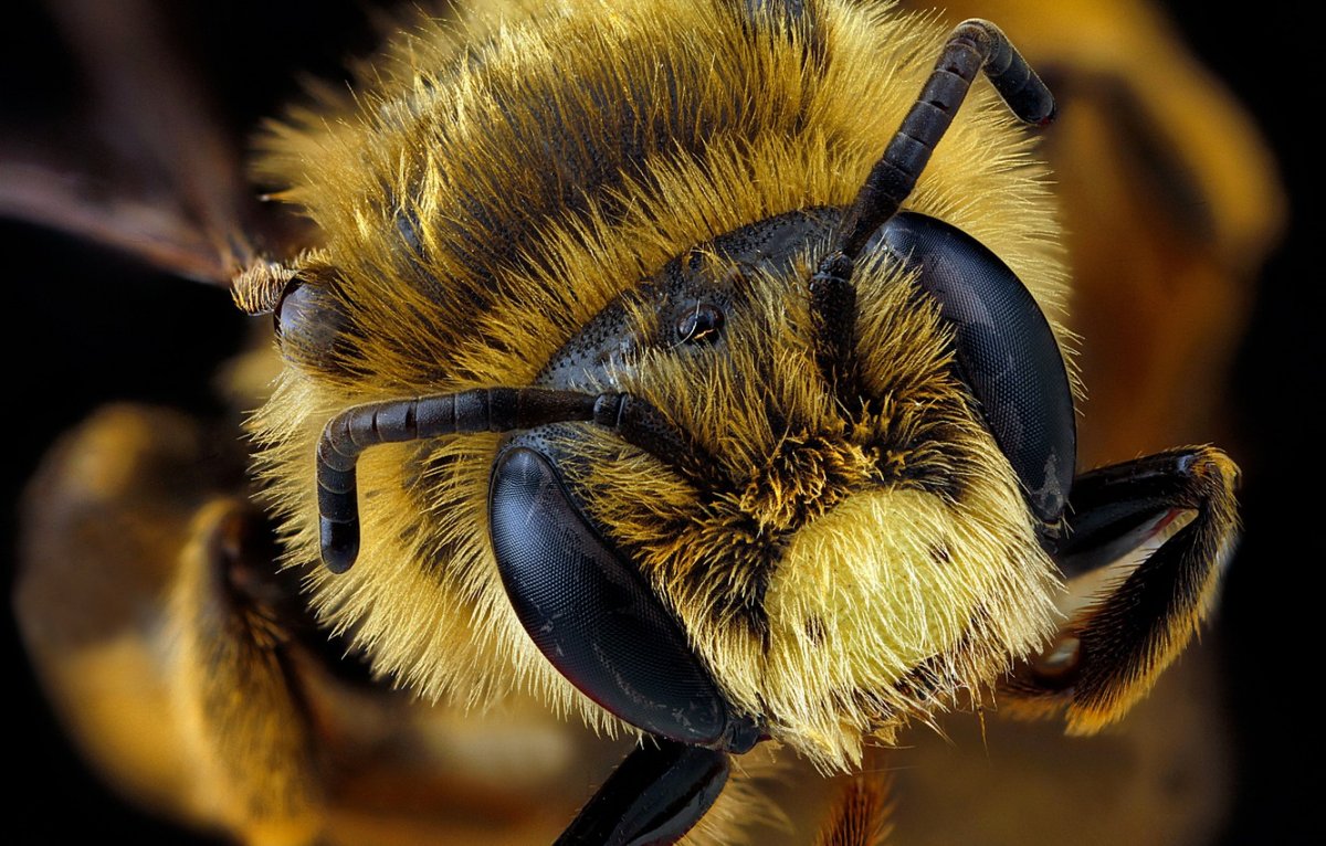 Глаза пчелы