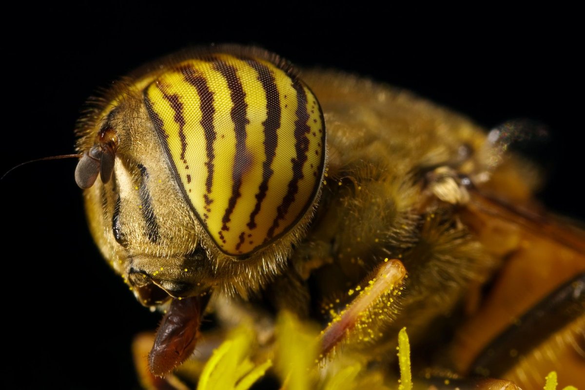 Пчела увеличенная