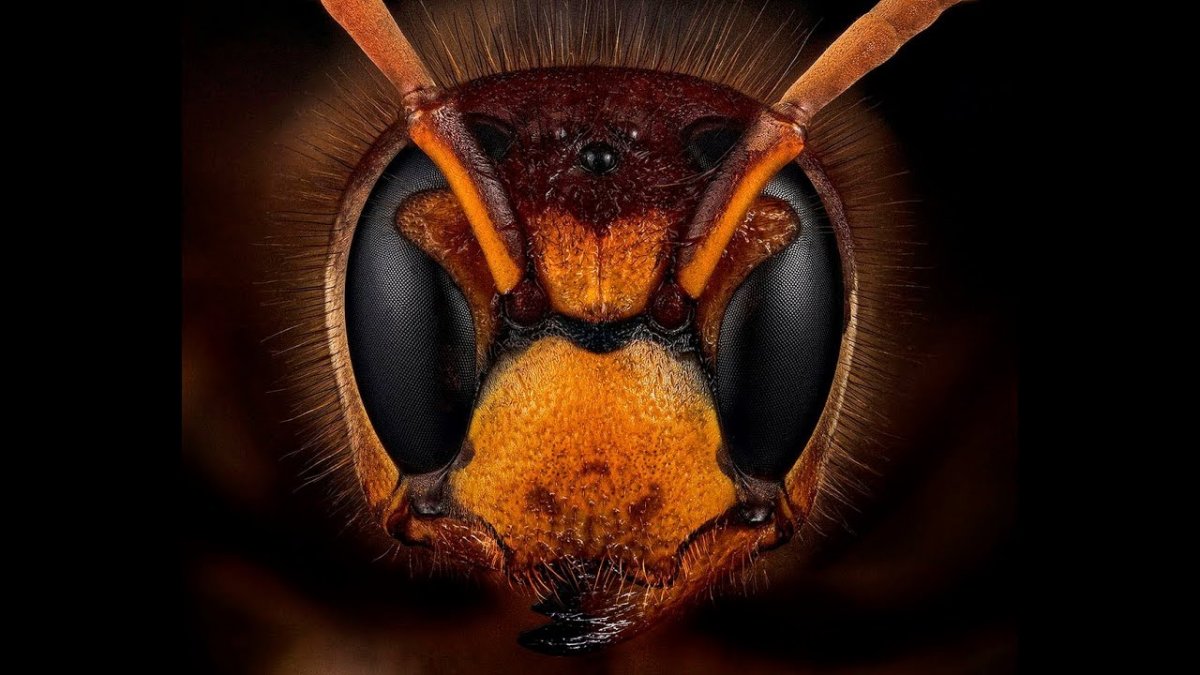 Жало шершня под микроскопом