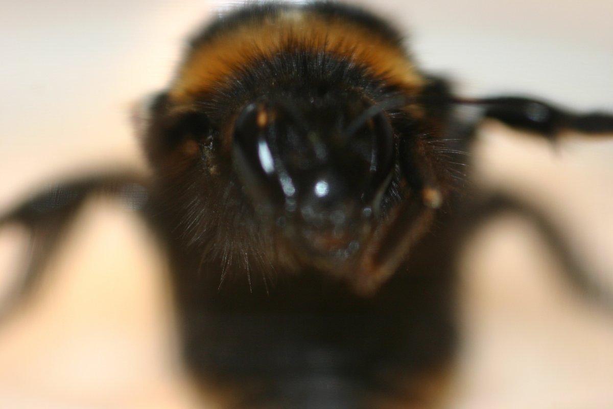 Глаза пчел пр изьентатцлиояи