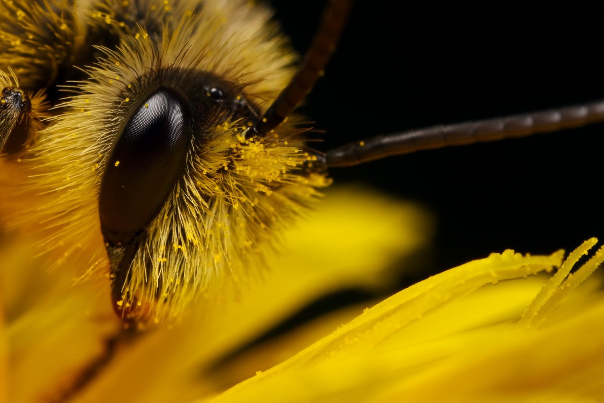 Глаза пчелы