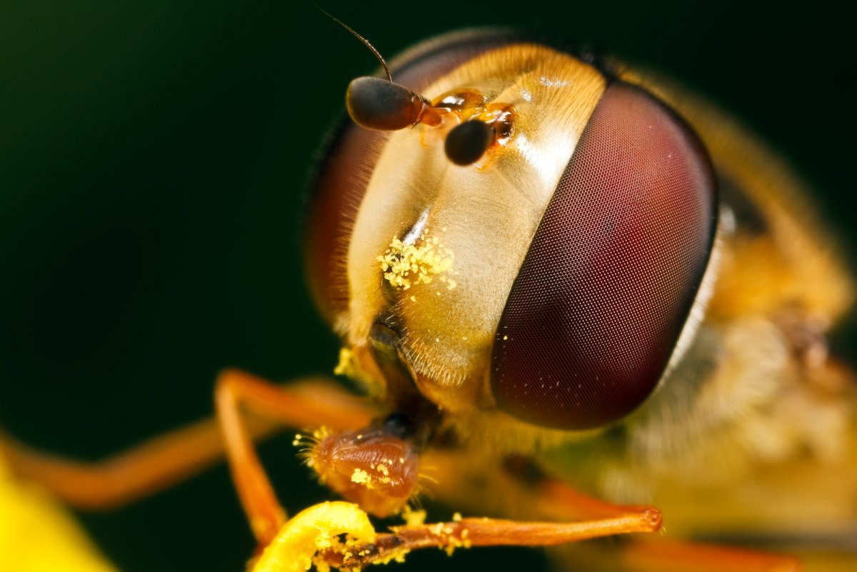Глаз пчелы под микроскопом