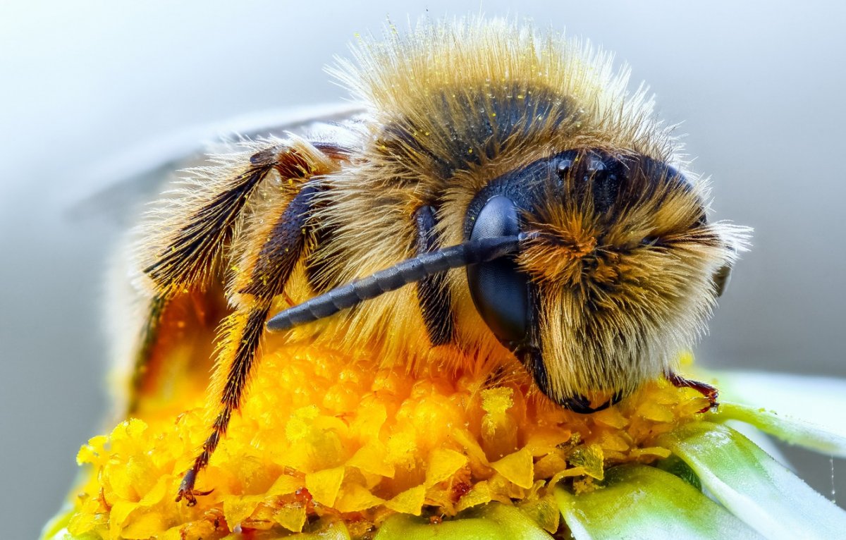 Макрофотографии пчелы