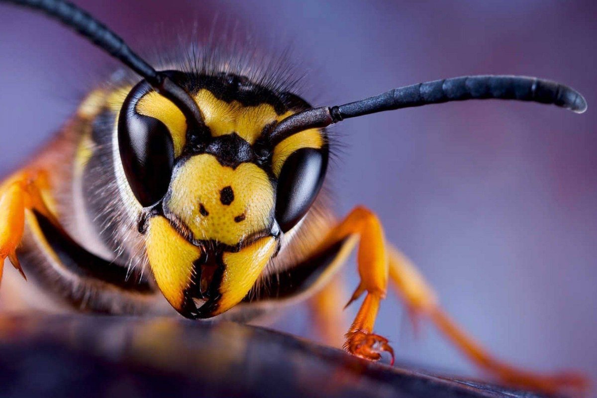 Глаз пчелы макро