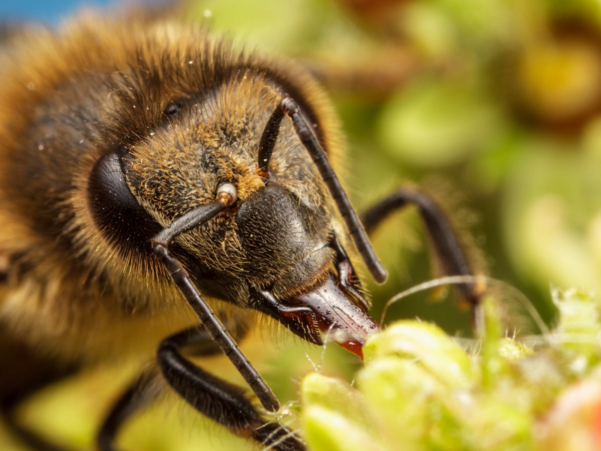 Среднерусская медоносная пчела