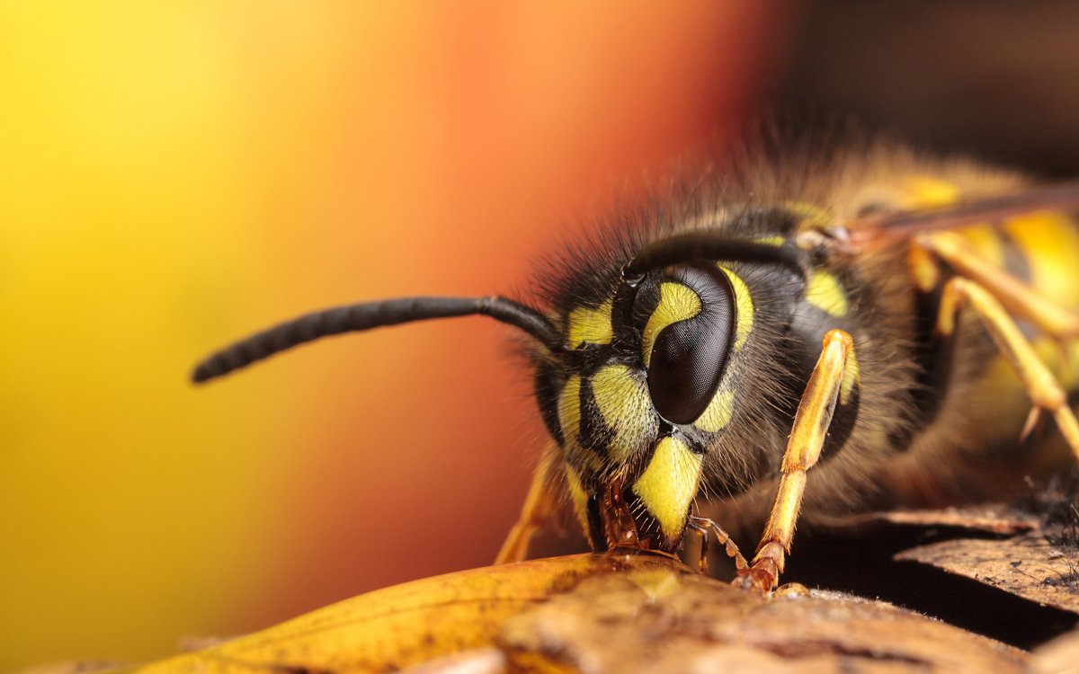 Пчела макро