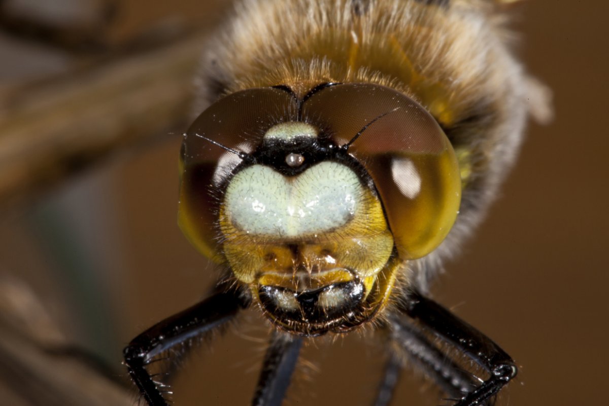 Страшная пчела