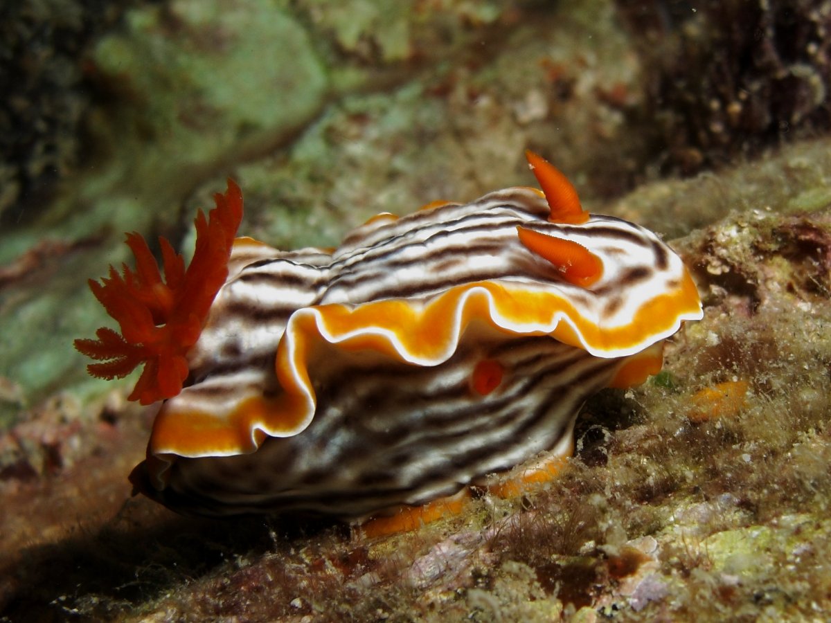 Chromodoris молочная змея голожаберных, морской СЛИЗЕНЬ,