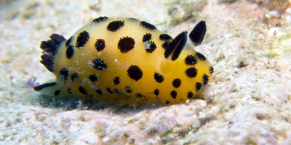 Морской кролик, Jorunna Parva.