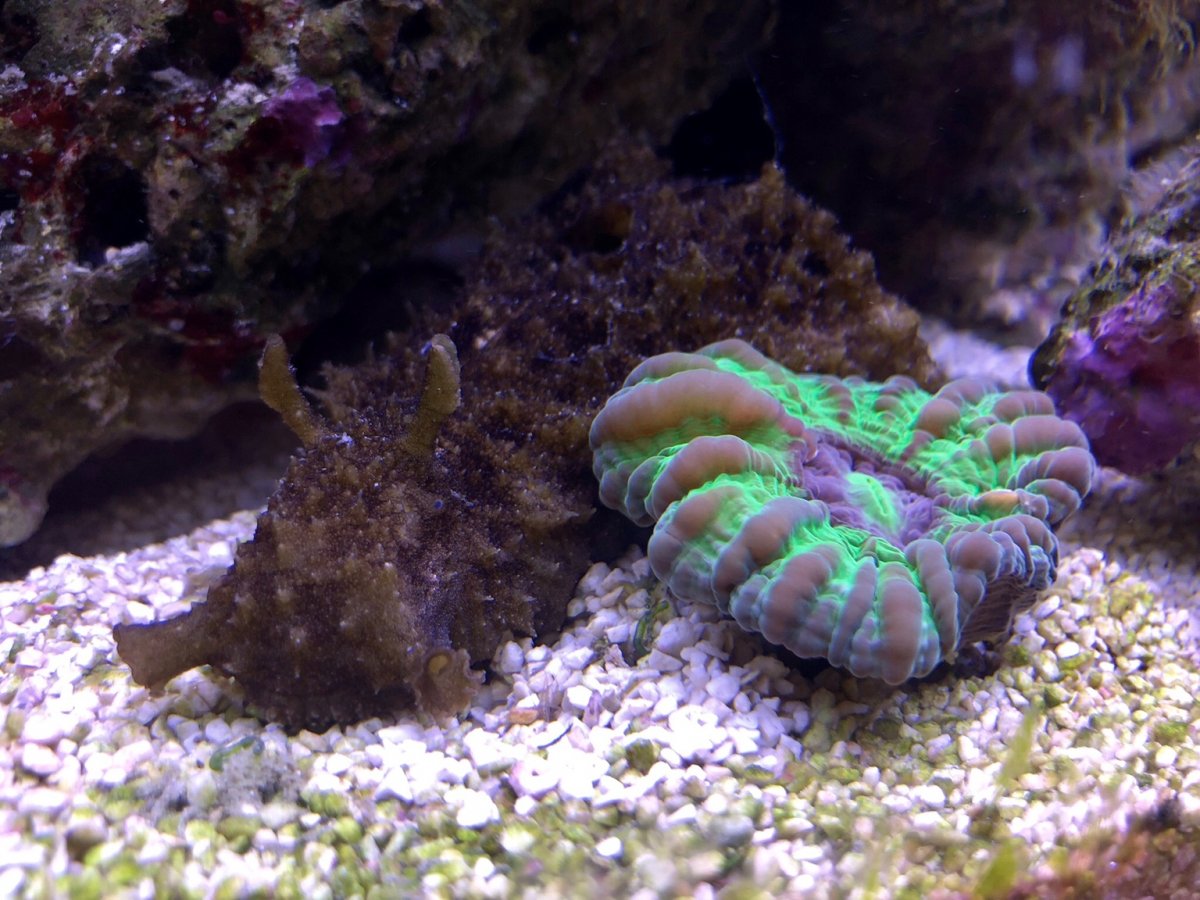 Голожаберники в морском аквариуме