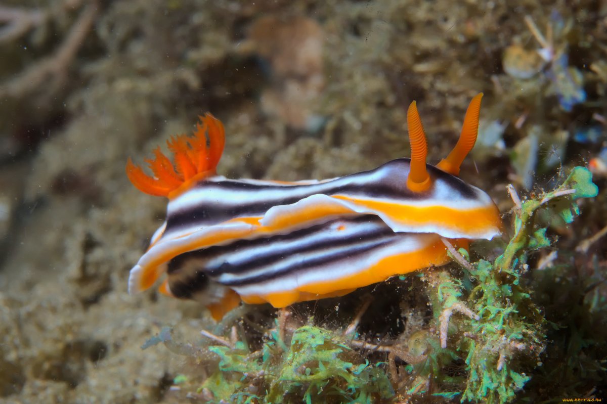 Морской СЛИЗЕНЬ