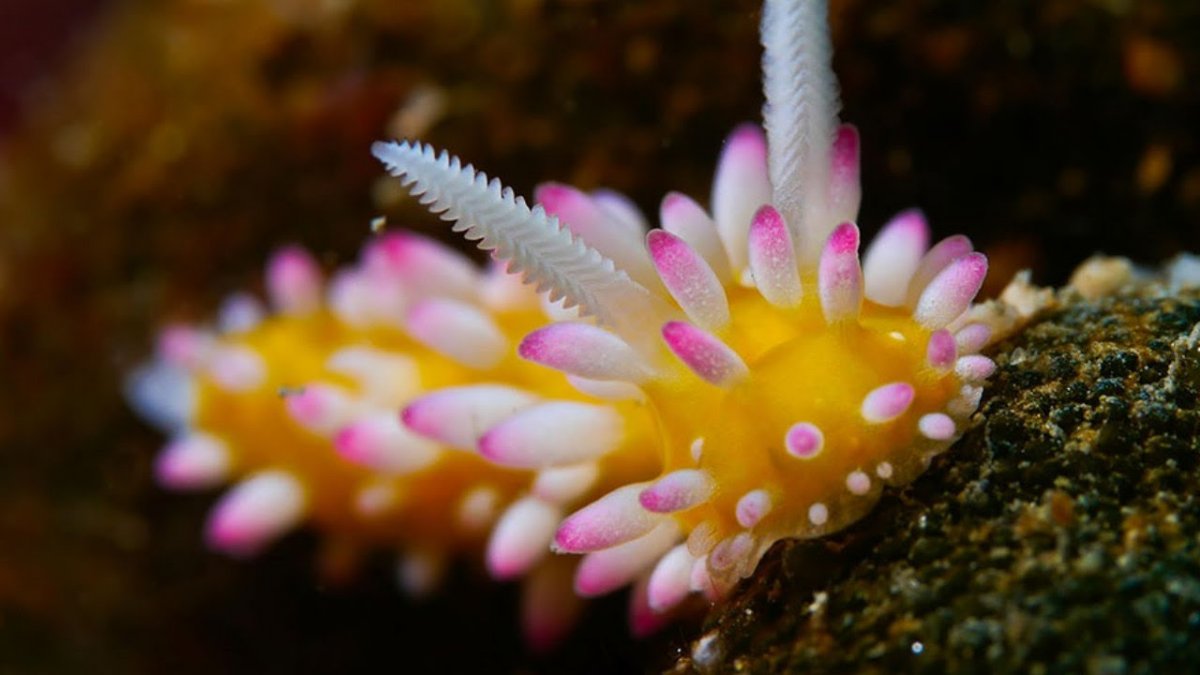 Голожаберные моллюски морской кролик