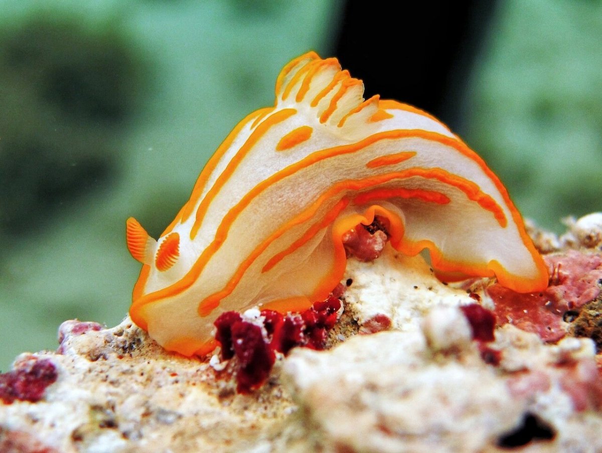 Голожаберник красное море