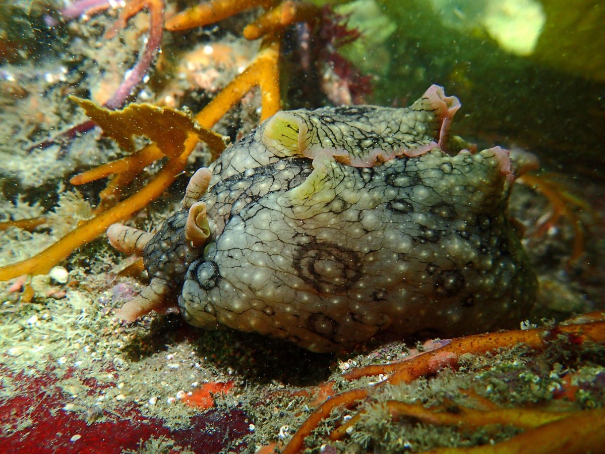 Калифорнийский морской заяц