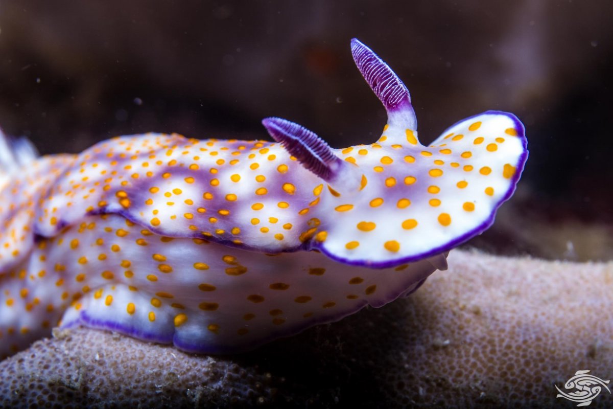 Неоновый Голожаберный моллюск