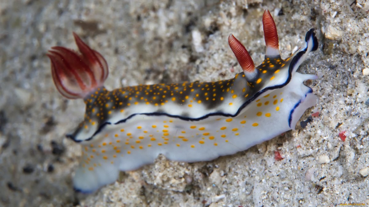 Морской заяц Заднежаберный моллюск