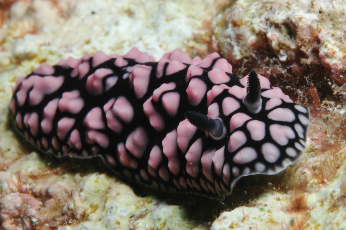 Морской СЛИЗНЯК красный