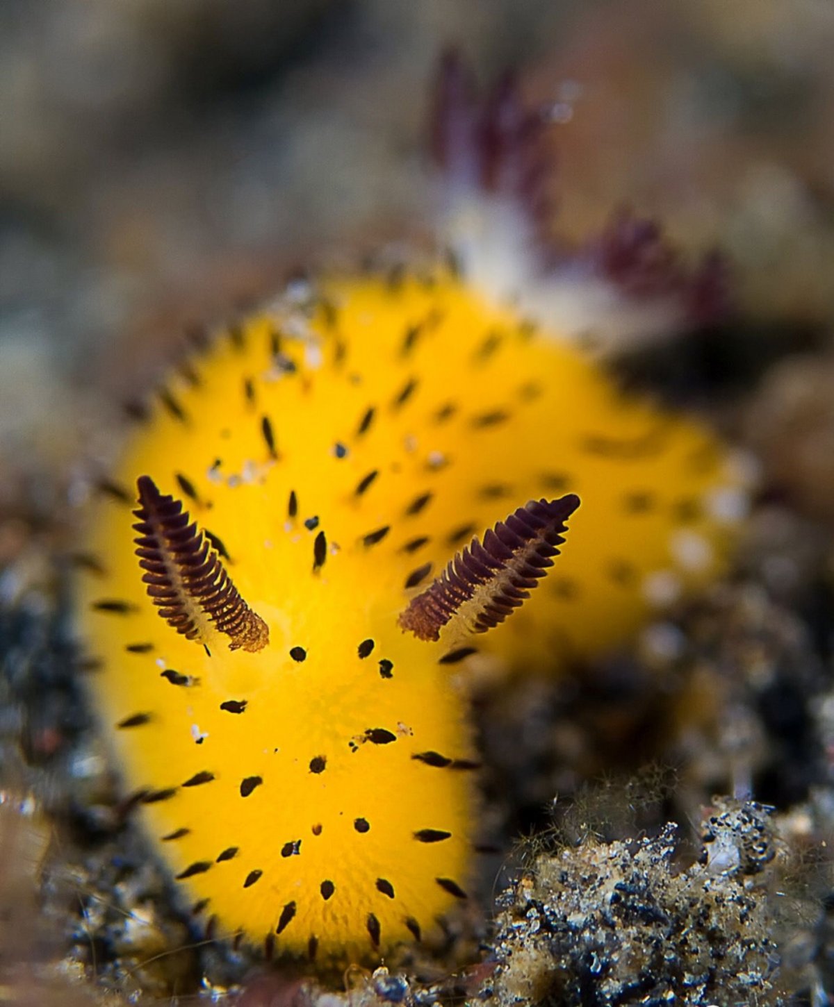 СЛИЗЕНЬ Jorunna Parva