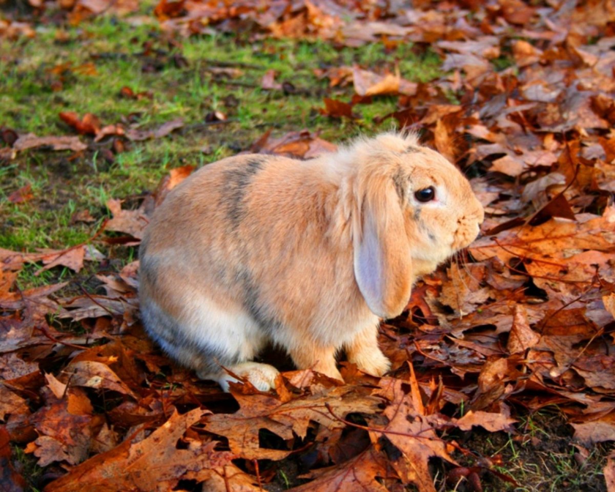 Листопаднички Зайчата