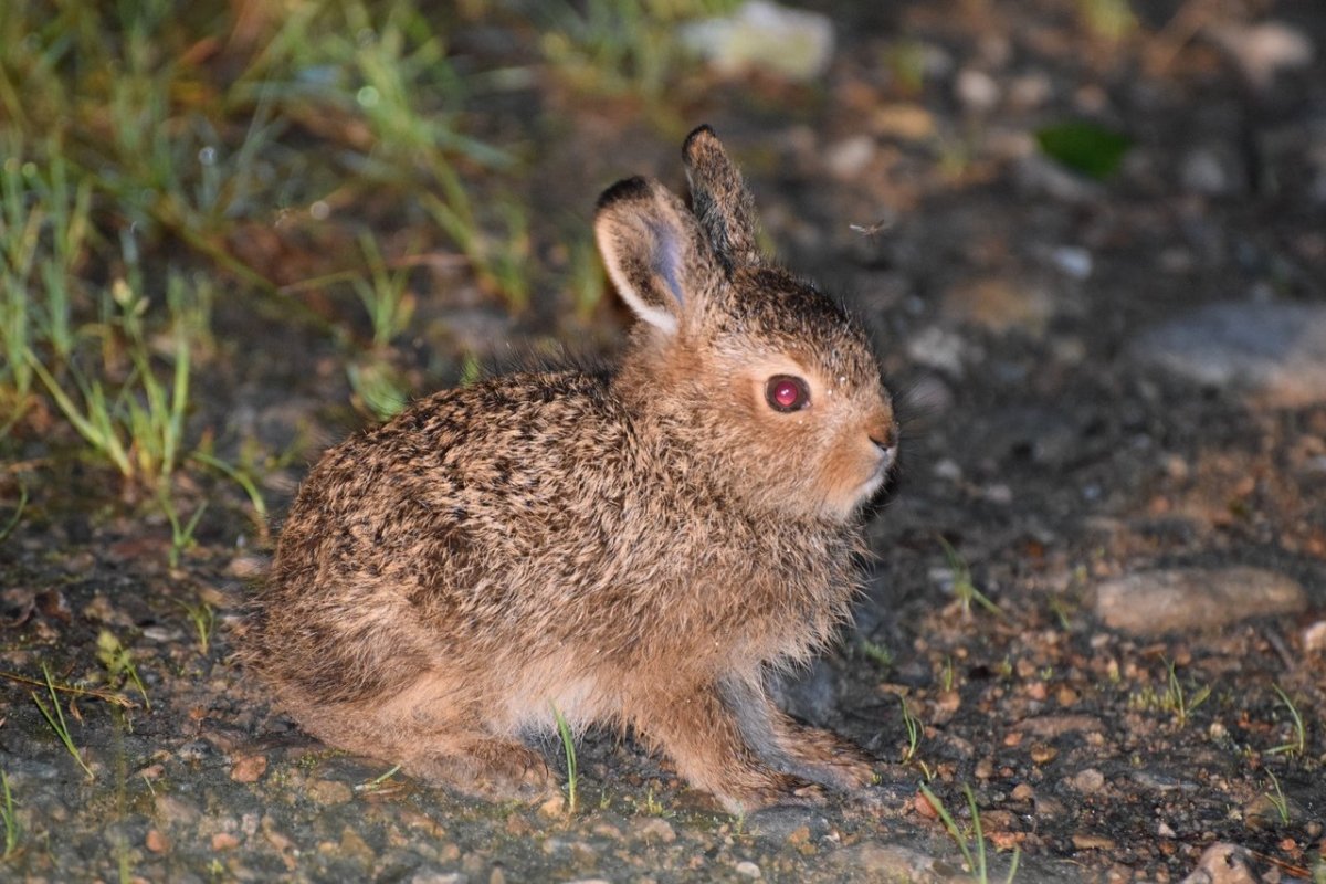 Заяц Листопадничек